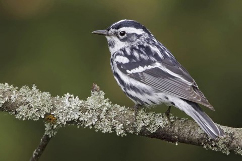 Black-and-white Warbler (Mniotilta varia), Ontario, Canada