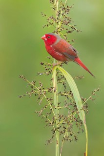 Crimson Finch (Neochmia phaeton) perched on a branch in Papua New Guinea