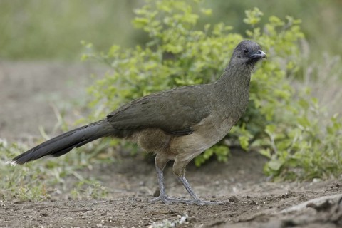 Plain Chachalaca (Ortalis vetula mccalli), Texas, USA