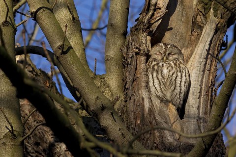 Tawny Owl (Strix aluco), Saxony, Germany