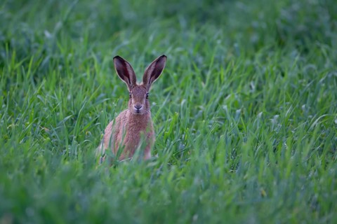 European brown hare (Lepus europaeus) adult animal in a farmland cereal field in summer, Suffolk,