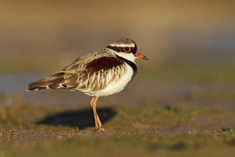 Black-fronted Dotterel (Elseyornis melanops), Victoria, Australia
