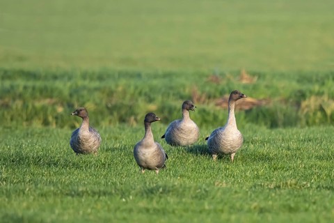 Pink-footed Goose (Anser brachyrhynchus) group resting, Netherlands