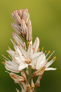 Asphodelus ramosus (Asphodelus ramosus), flowers, Provence, France