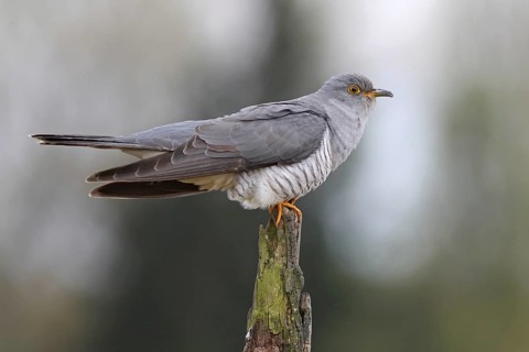 Common Cuckoo (Cuculus canorus) male, Baden-Wuerttemberg, Germany