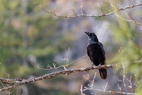 A common raven (Corvus corax) perches on a branch at the edge of a forest on a sunny spring day .
