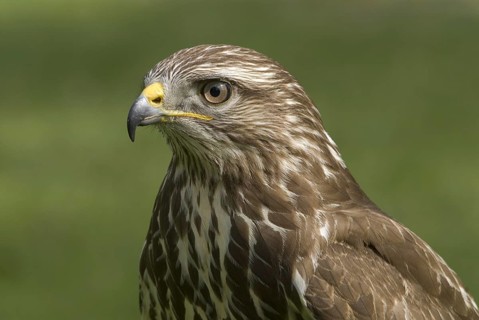 Common Buzzard (Buteo buteo), Saxony, Germany