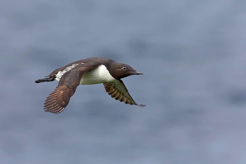 Guillemot, C (Uria aalge), animals, birds, guillemots, alcids, flight photo, Varanger Hornoya,
