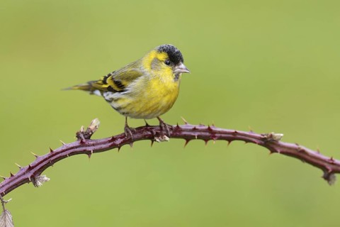 Eurasian Siskin (Spinus spinus) male, Berlin, Germany