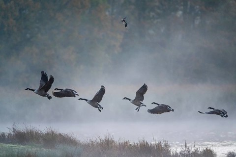 Canada Goose, Branta Canadensis, birds in flight over marshes
