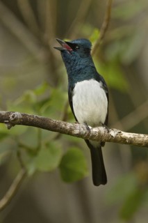 Satin Flycatcher (Myiagra cyanoleuca) male, Tasmania, Australia