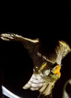 Eurasian Sparrowhawk & European Robin (Accipiter nisus & Erithacus rubecula), an entirely exhausted