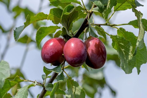 Plum (Prunus domestica 'Gubener Spilling'),  Austria
