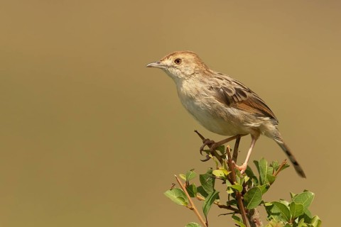 Stout Cisticola (Cisticola robustus), Masai Mara, Kenya