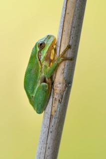 European tree frog (Hyla arborea), Zandvort, Netherlands