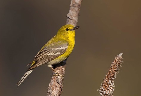 Pine Warbler (Setophaga pinus) male, Florida, USA