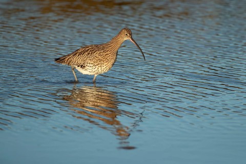 Eurasian curlew (Numenius arquata) adult wader bird searching for food in shallow coastal water,