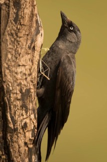 Western Jackdaw (Coloeus monedula) at tree, Serbia