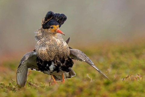 Ruff, (Philomachus pugnax), animals, birds, plumage during mating season, snipe bird, courtship,
