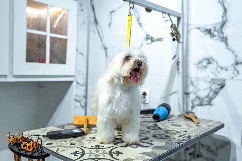 Malteses dog standing on a grooming table at a pet salon, with grooming tools like scissors and a