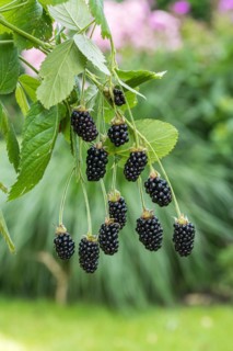 Spikeless blackberry (Rubus fruticosus BABY CAKES), An den Dorfwiesen 9, Germany