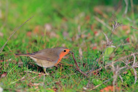 European Robin (Erithacus rubecula) eating an earthworm, Andalusia, Spain