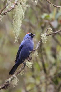 Diademed Tanager (Stephanophorus diadematus) perched on a branch in the Atlantic rainforest of