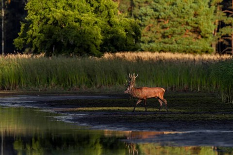 The sun is already casting long shadows as a red deer (Cervus elaphus) with reeds in its antlers