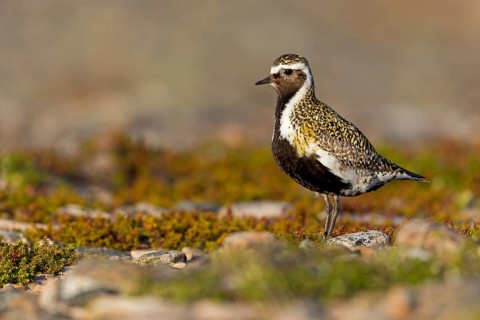 Goldregenpfeifer, European Golden Plover, Golden Plover, Greater Golden Plover, European
