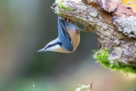 Nuthatch (Sitta europaea) Germany