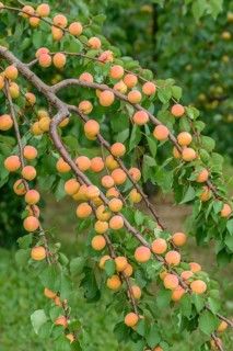 Apricot (Prunus armeniaca 'Ungarische Beste'), Obstbau Ranstedter, Federal Republic of Germany