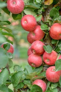 Columnar apple (Malus domestica CAMPANILO® PRIMO), LVG Erfurt, Federal Republic of Germany