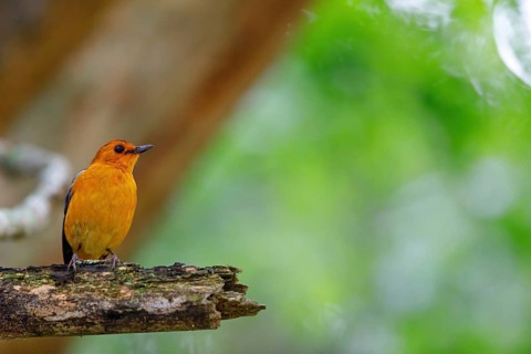Natal Robin, Red-capped Robin Chat, Red-capped Robin-Chat, Red-capped Robin-chat, Rufous-capped