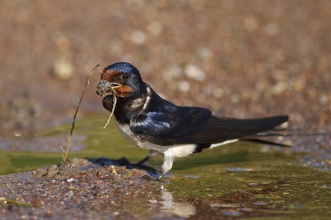 Barn Swallow (Hirundo rustica), Greece