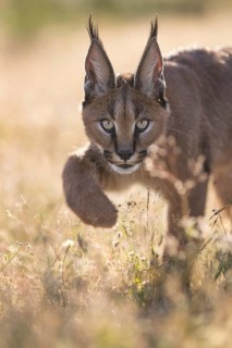 Caracal (Caracal caracal) cub portrait in backlight, Castile-La Mancha, Spain