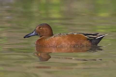 Cinnamon Teal (Spatula cyanoptera) male, Texas, USA