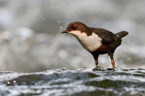 White-throated Dipper (Cinclus cinclus), North Rhine-Westphalia, Germany