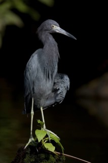 Little blue heron