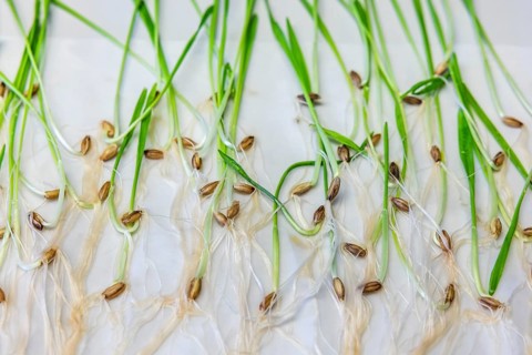 Germinating barley in the germ laboratory of the Leibniz Institute of Plant Genetics and Crop Plant