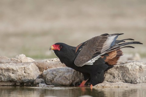 Bateleur (Terathopius ecaudatus) female, Northern Cape, South Africa
