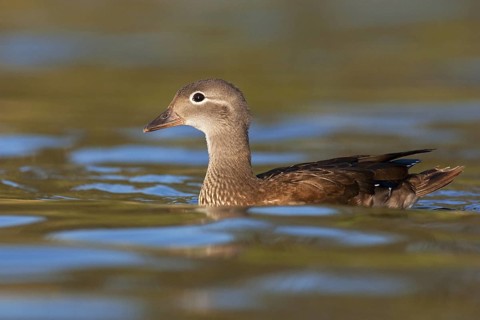 Mandarin Duck (Aix galericulata) female, Brandenburg, Germany
