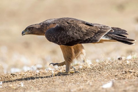 Bonelli's Eagle (Aquila fasciata) juvenile on ground, Andalusia, Spain
