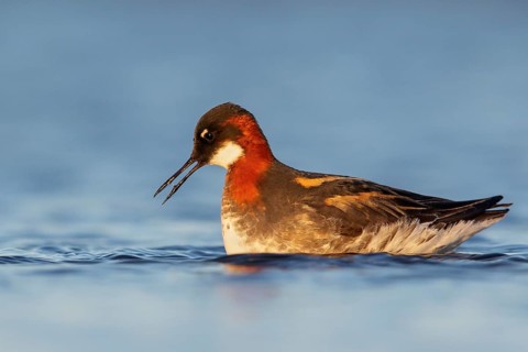 Red-necked Phalarope (Phalaropus lobatus) in a pond near Nome, Alaska