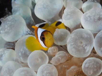 Red sea anemonefish juvenile (Amphiprion bicinctus juvenil)