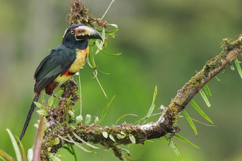 Collared Aracari (Pteroglossus torquatus) perched on a branch in Costa Rica