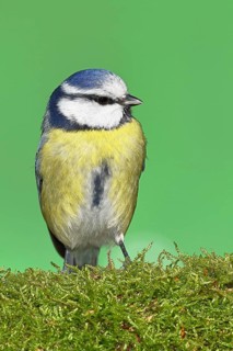 Blue tit (Parus caeruleus), sitting on moss-covered dead wood, animal portrait, Wilnsdorf, North