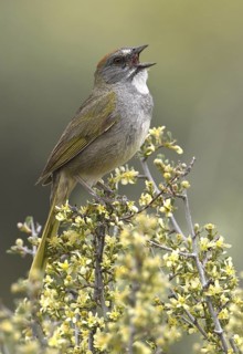 Green-tailed Towhee (Pipilo chlorurus), Oregon, USA