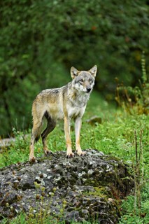 European gray wolf (Canis lupus lupus), old animal standing on rock, captive, Switzerland
