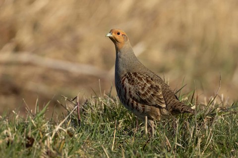 Grey or English or Hungarian partridge (Perdix perdix) adult game bird in grassland, Suffolk,