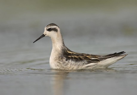 Red-necked Phalarope (Phalaropus lobatus), Ohio, USA